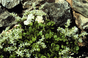 wild stonecrop 2